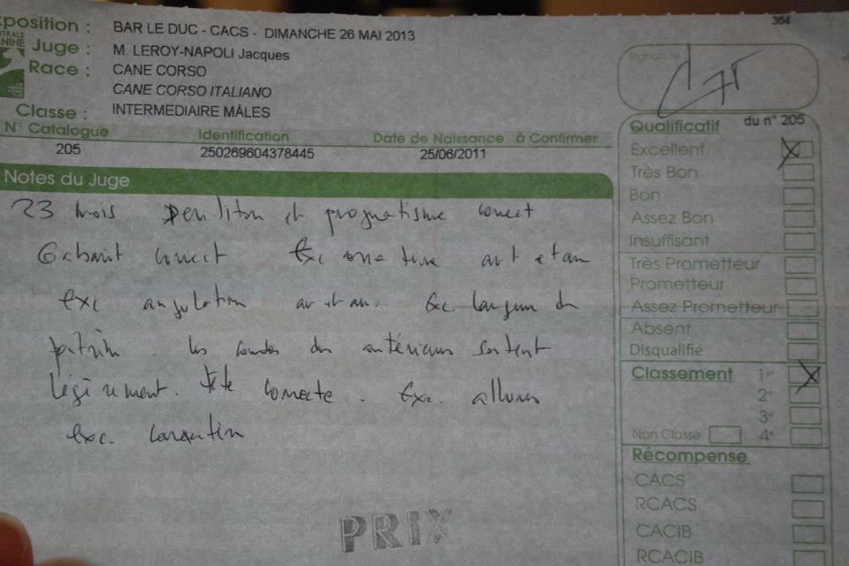 Gino du domaine de Tarmac - 1er Excellent Classe intermédiaire