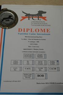 Gino du domaine de Tarmac - Excellent non classé classe intermédiaire