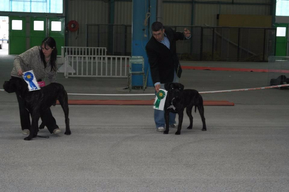 Gino du domaine de Tarmac - 3ème Très bon classe Intermédiaire