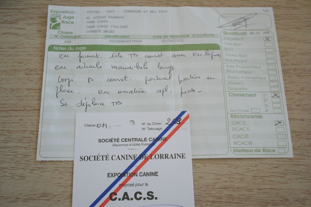 Gino du domaine de Tarmac - 1er Excellent Classe ouverte CACS