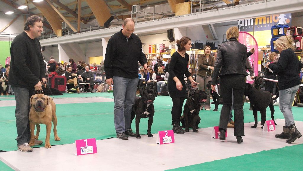 Gino du domaine de Tarmac - 2ème Excellent Classe Ouverte