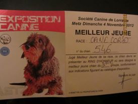 Gino du domaine de Tarmac - 1er Excellent Classe Jeune MEILLEUR JEUNE