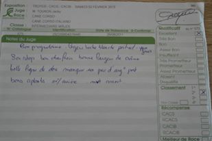 Gino du domaine de Tarmac - 2ème Excellent Classe Intermédiaire