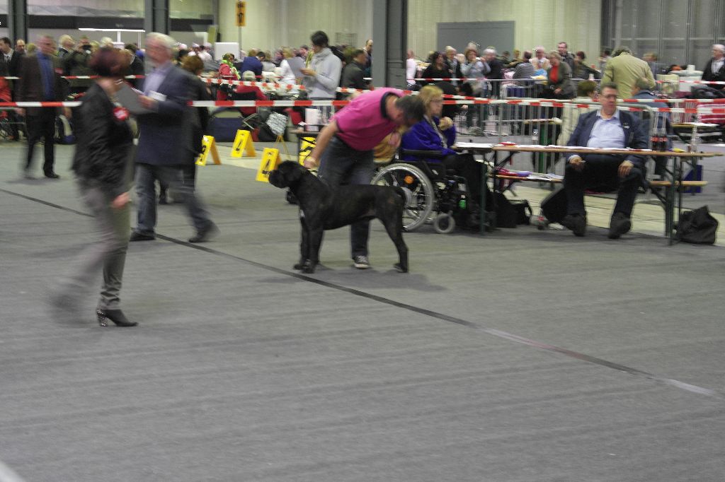 Gino du domaine de Tarmac - Très bon non classé classe ouverte