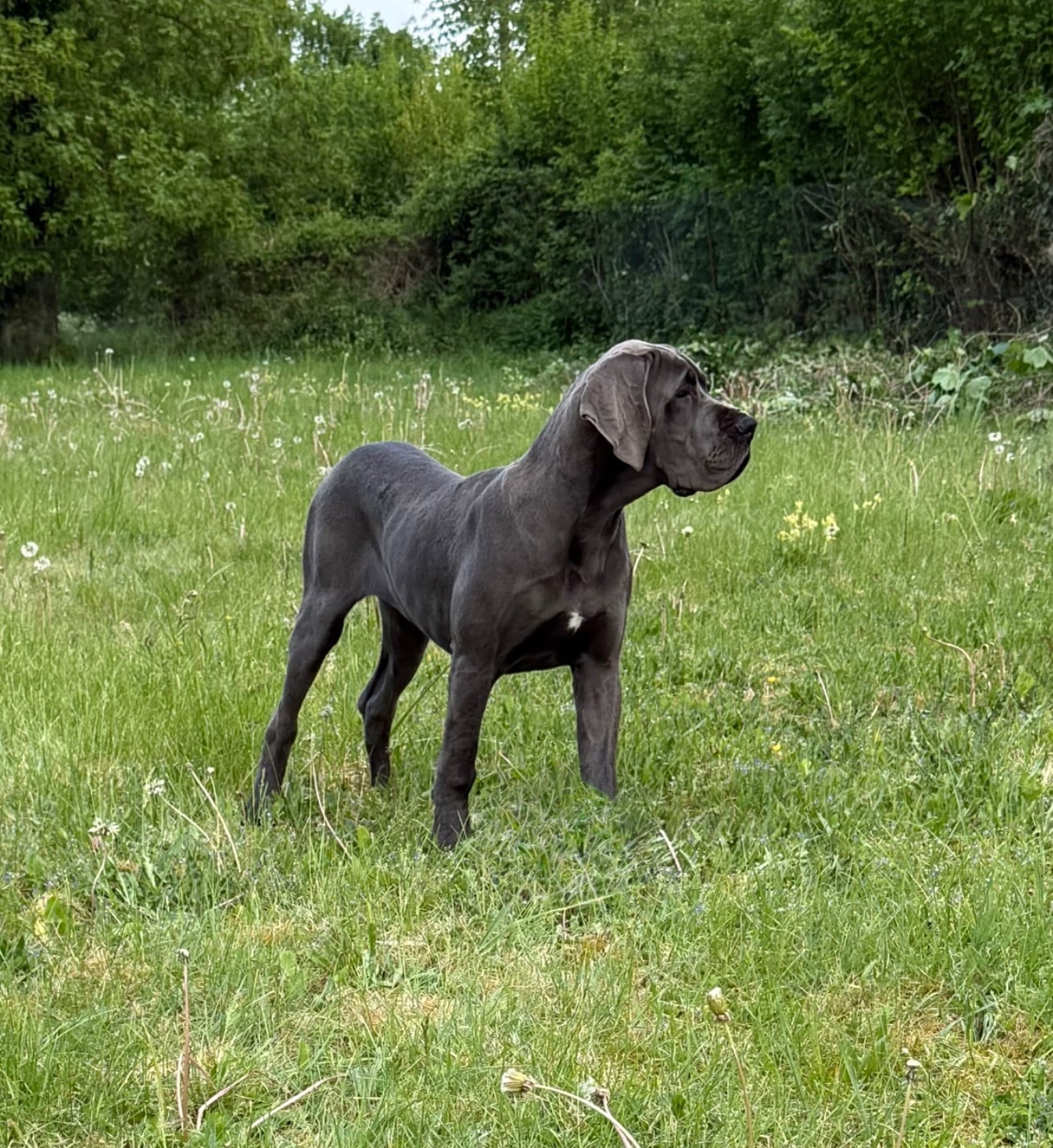 Alana du Jardin Royal