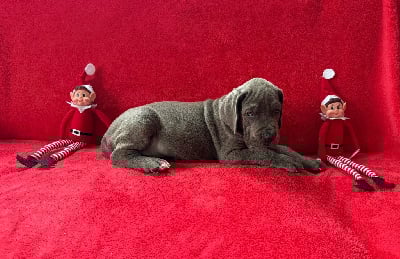 Les chiots de Dogue allemand