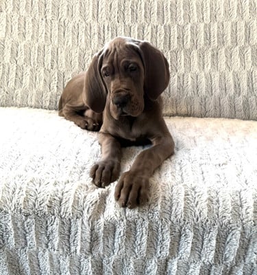 Les chiots de Dogue allemand