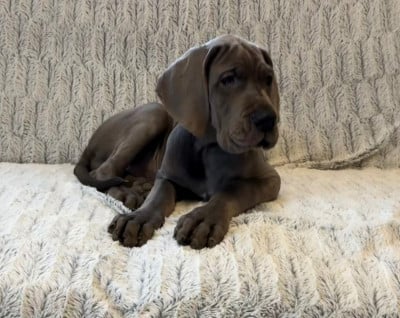 Les chiots de Dogue allemand