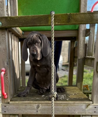 Les chiots de Dogue allemand