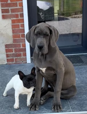 Les chiots de Dogue allemand