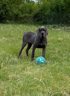 Les chiots de Dogue allemand