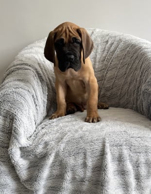 Les chiots de Dogue allemand