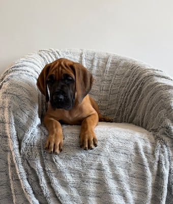 Les chiots de Dogue allemand