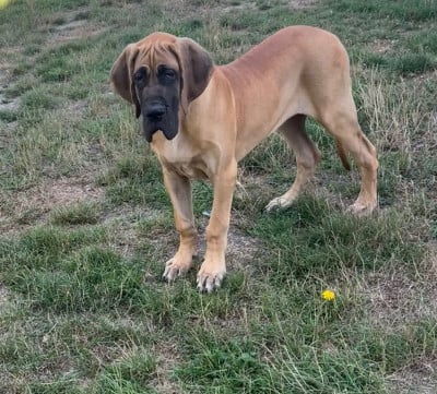 Les chiots de Dogue allemand