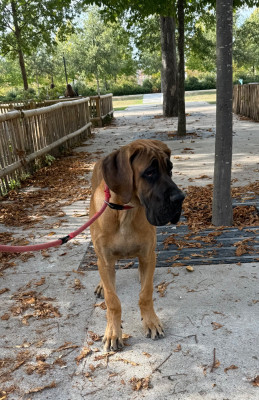 Biagio du Jardin Royal - Dogue allemand
