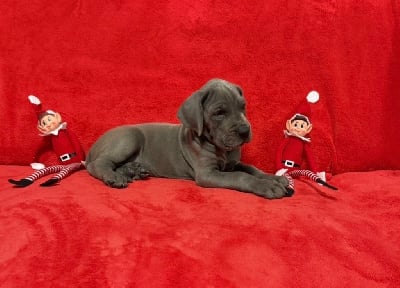 Les chiots de Dogue allemand