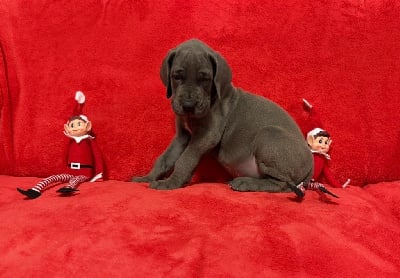 Les chiots de Dogue allemand