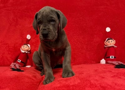Les chiots de Dogue allemand