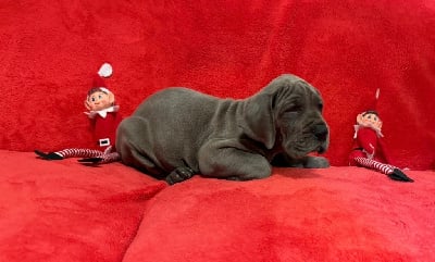 Les chiots de Dogue allemand