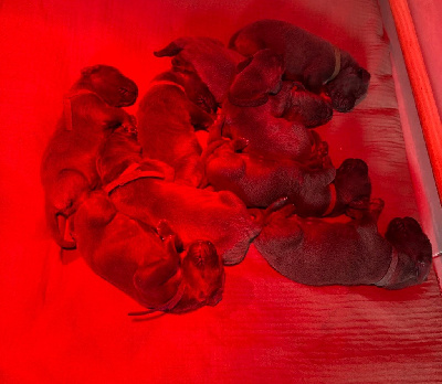 Les chiots de Dogue allemand