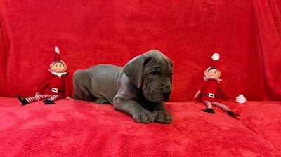 Les chiots de Dogue allemand