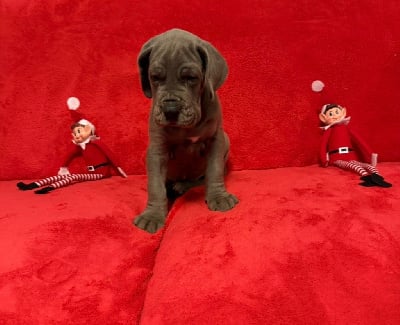 Les chiots de Dogue allemand