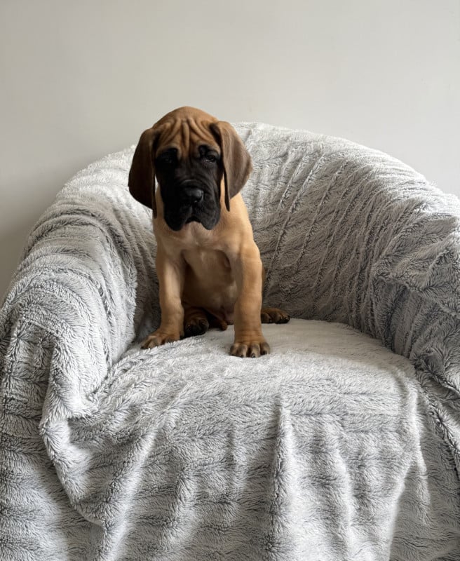 Dogue allemand - du jardin royal