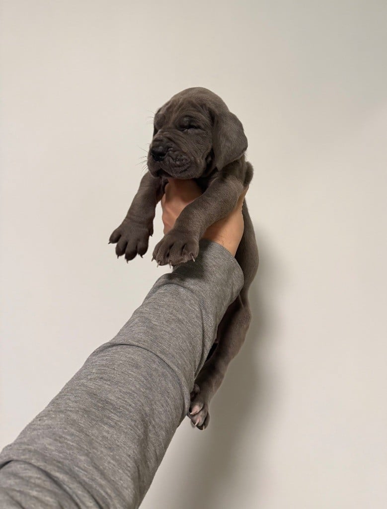 Dogue allemand - du jardin royal