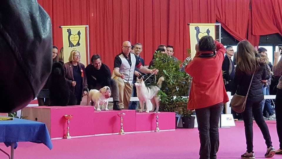 No limit n'girly of Royal Siberian - 1er Très prometteur 3 éme BOG