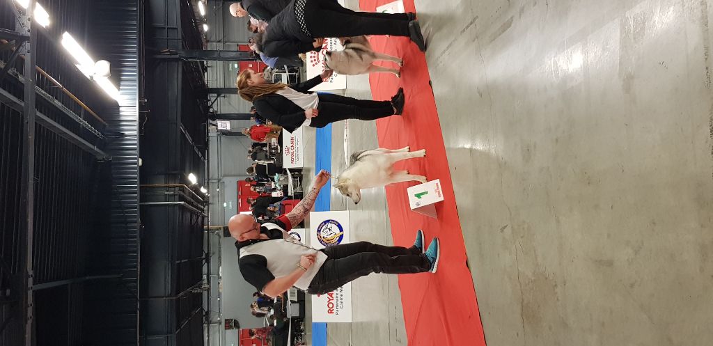 No limit n'girly of Royal Siberian - 1 ere Excellent