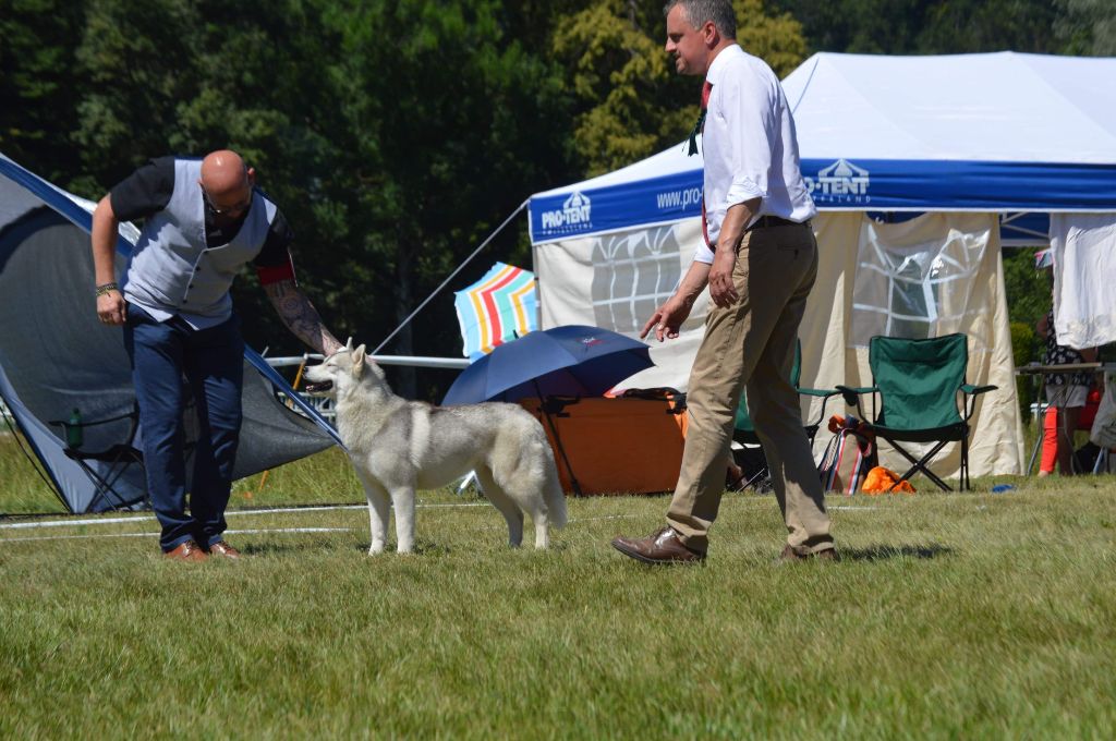 No limit n'girly of Royal Siberian - 1 er Excellent BEST FEMALE CACS BOB