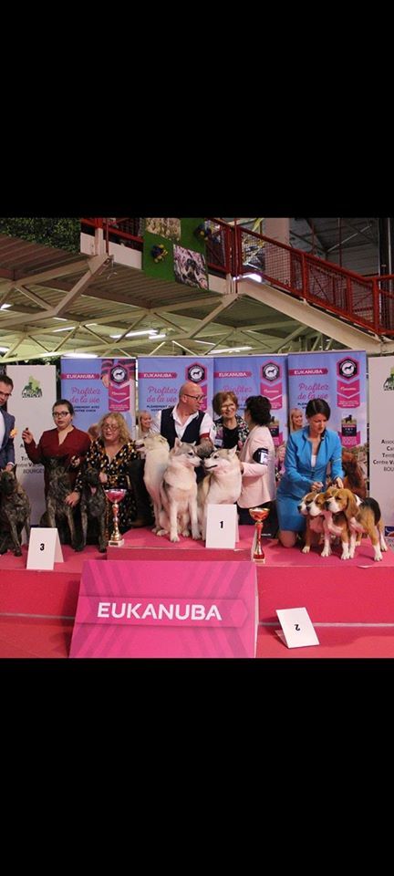 No limit n'girly of Royal Siberian - best in show 1 er lot d'affixe 2 eme couple