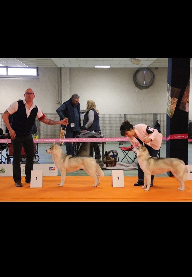 No limit n'girly of Royal Siberian - 1 er Excellent classe ouverte CACS RCACIB