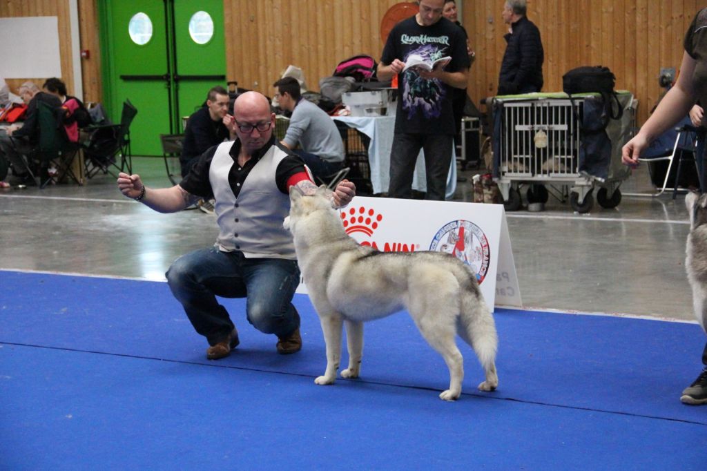 No limit n'girly of Royal Siberian - 1 er Excellent RCACS