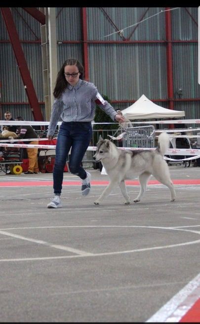 No limit n'girly of Royal Siberian - 2 éme Excellent BIS 2éme en paire