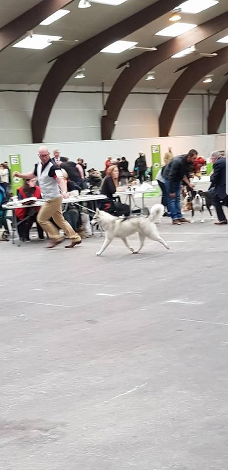 No limit n'girly of Royal Siberian - 2 éme Très prometteur