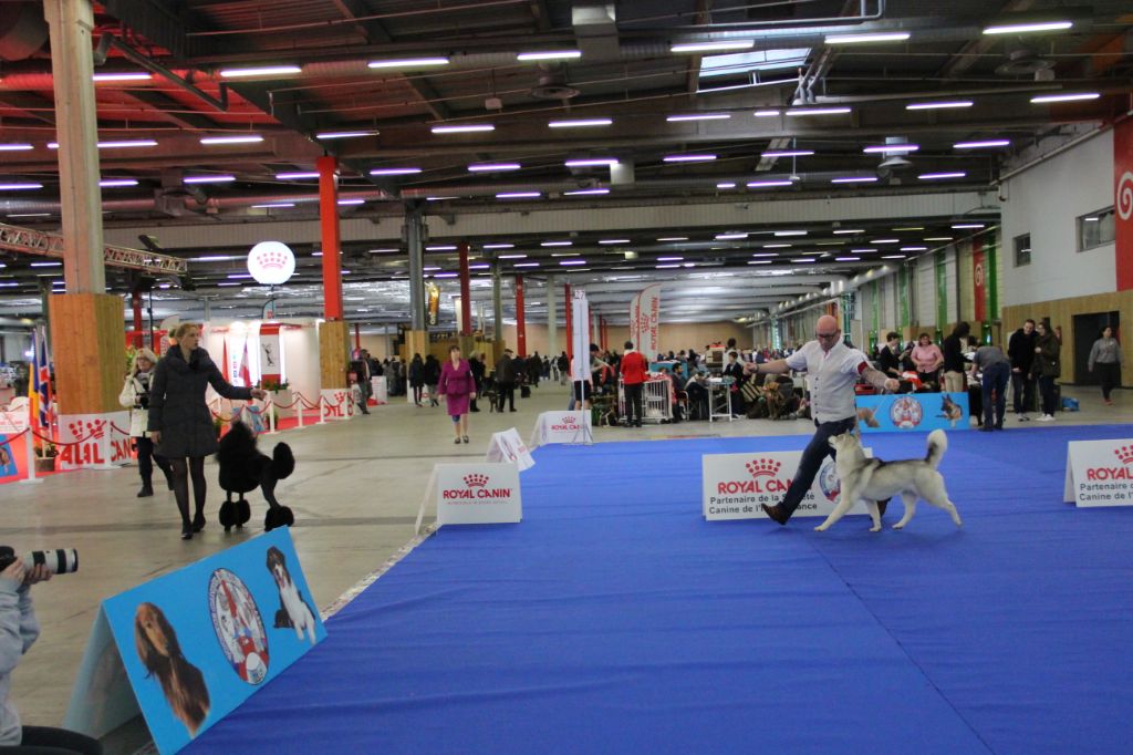 No limit n'girly of Royal Siberian - 1 er Excellent CACS