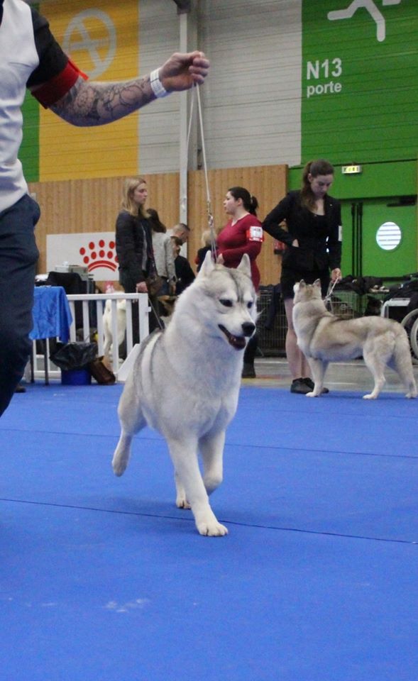 No limit n'girly of Royal Siberian - 3ème Excellent Classe ouverte