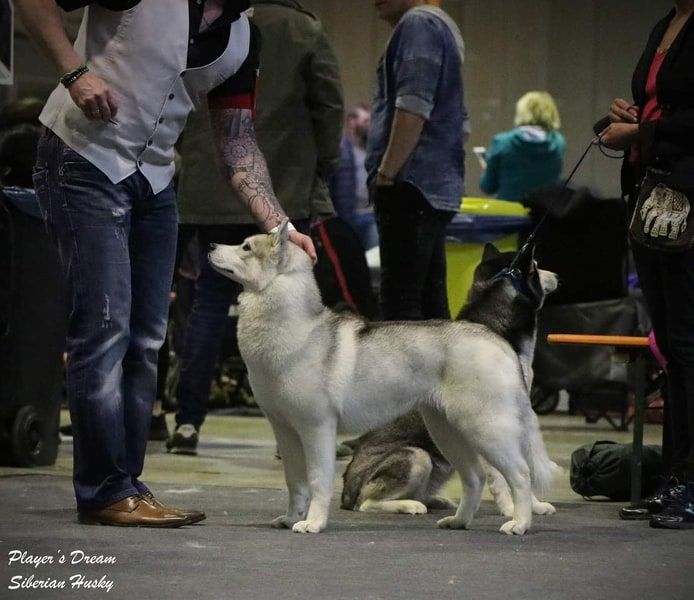 No limit n'girly of Royal Siberian - 1 Excellent CACL RCACIB