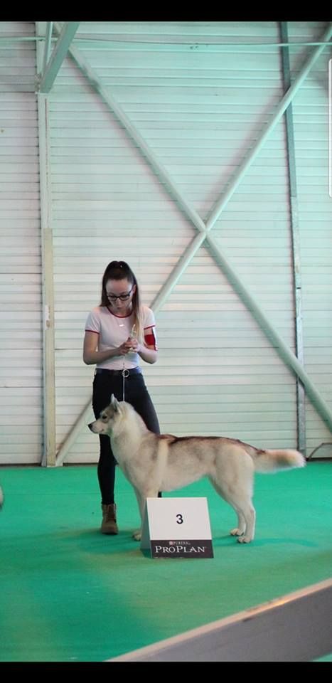 No limit n'girly of Royal Siberian - 3 eme excellent