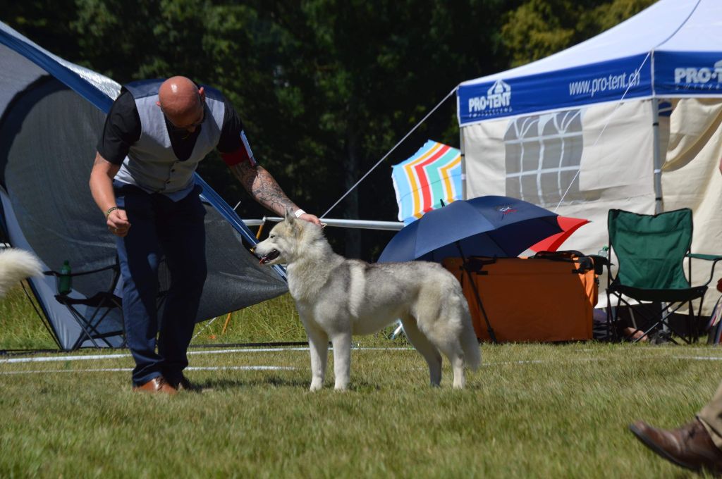 No limit n'girly of Royal Siberian - 1 er Excellent CACS CACIB BOS