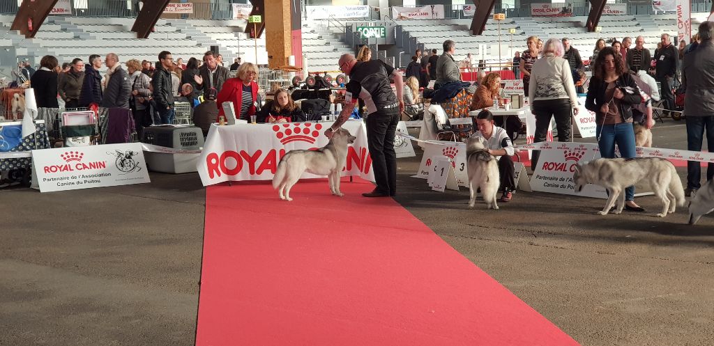 No limit n'girly of Royal Siberian - Excellent