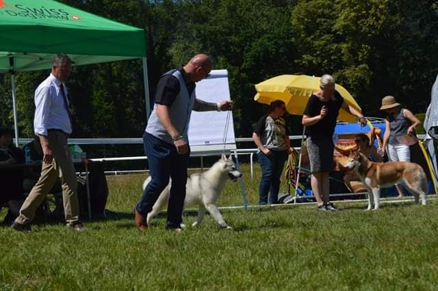 No limit n'girly of Royal Siberian - 4 ème Excellent