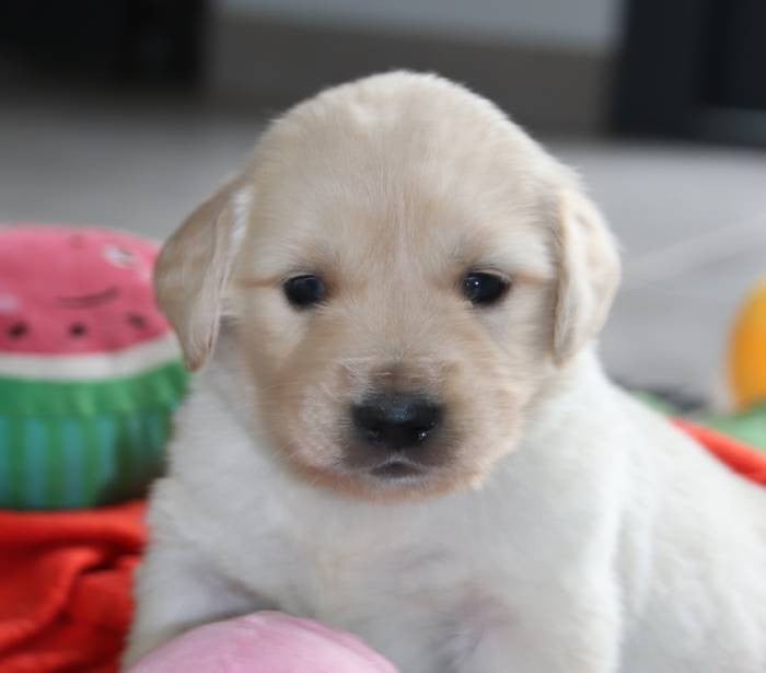 Bleu Ciel - Golden Retriever