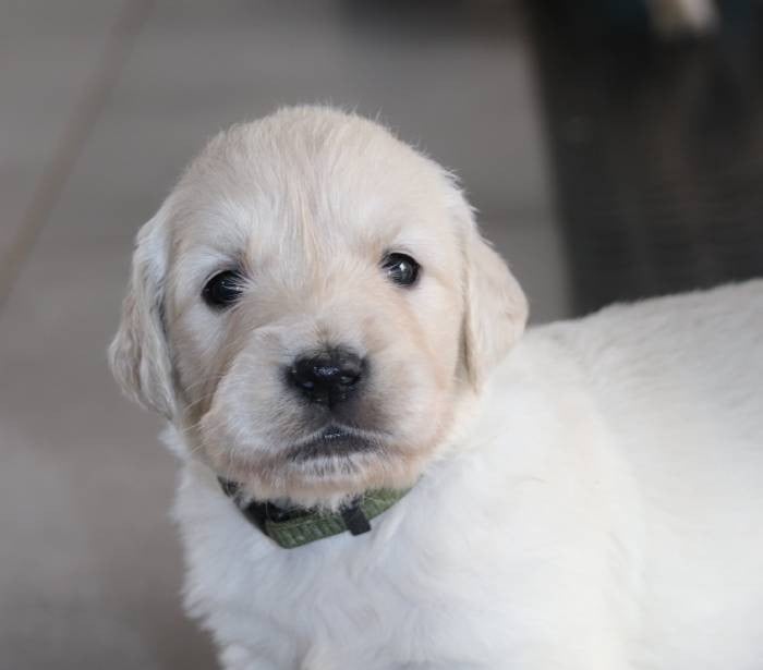 Kaki - Golden Retriever