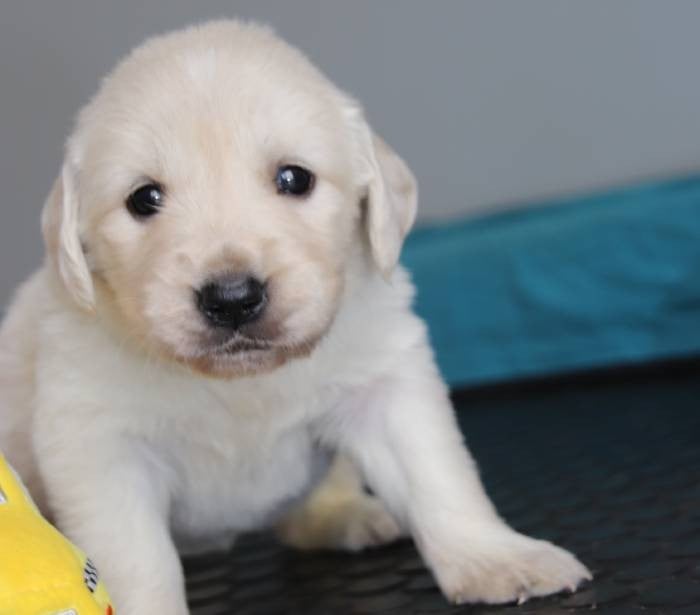 Jaune - Golden Retriever