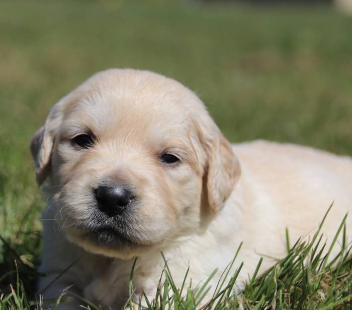 collier noir - Golden Retriever