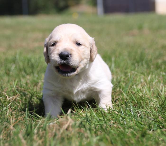 collier fushia - Golden Retriever