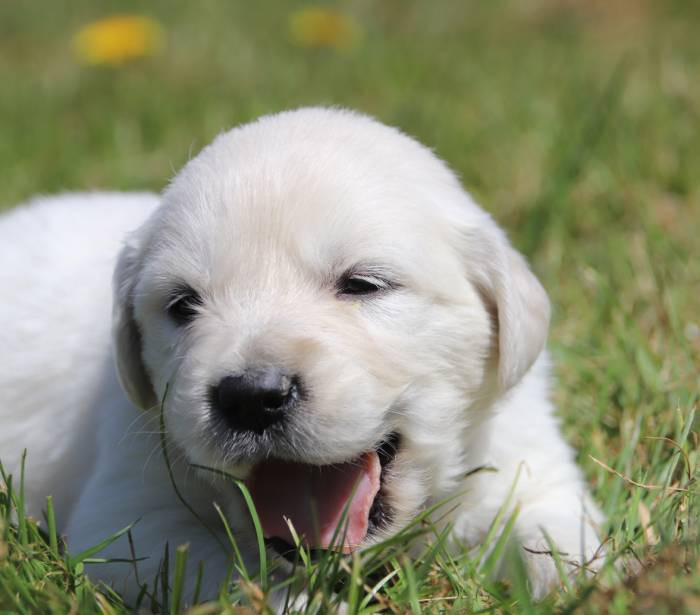 collier kaki - Golden Retriever
