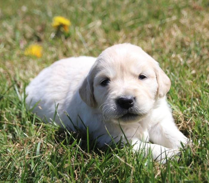 collier rose - Golden Retriever